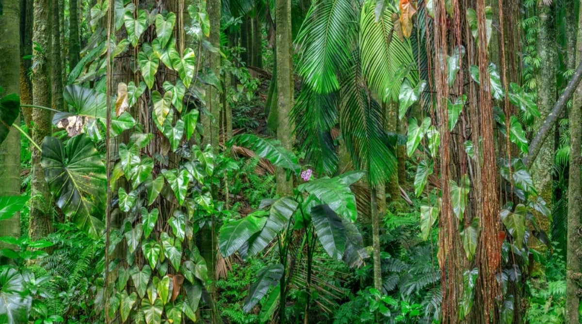 Epiphytic Vines