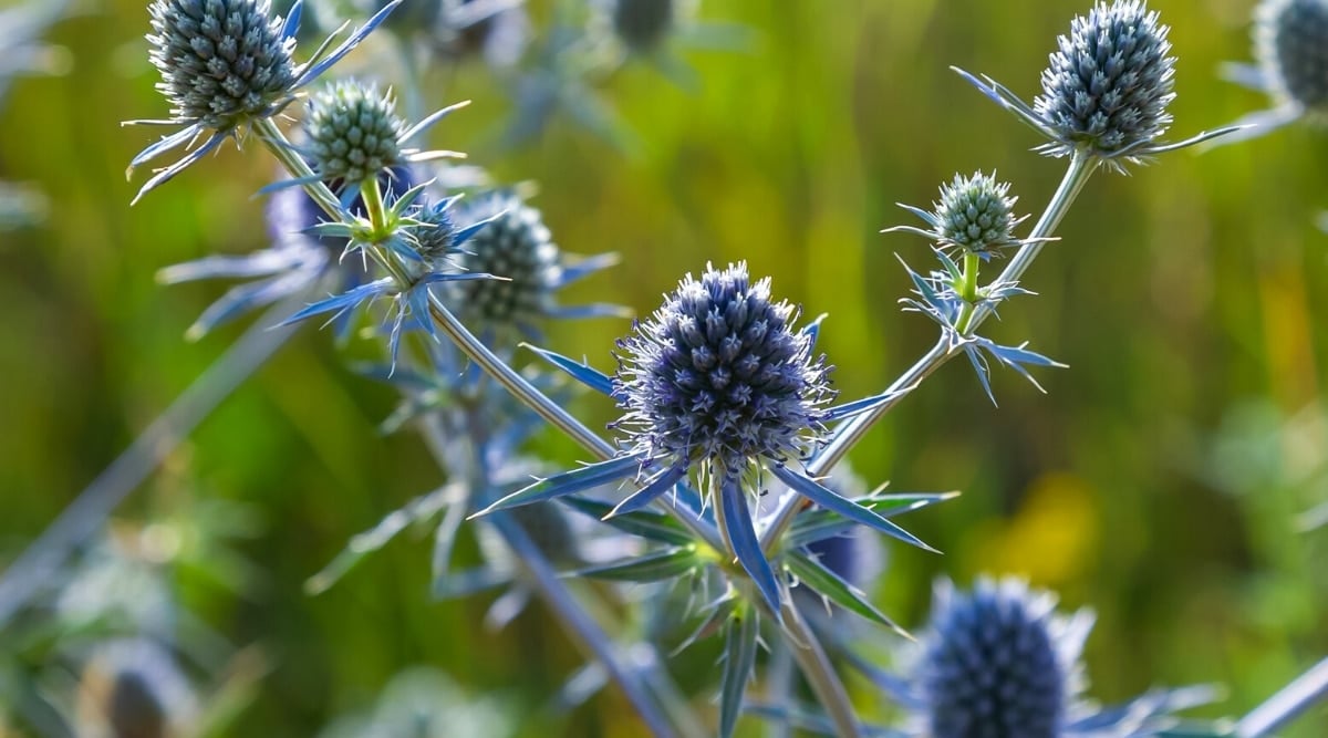 Close-up of a flowering plant Eryngium planum &lsquo;Blaukappe&rsquo; against a green blurred background. The flowers of the plant have blue cones at the base of which there is a characteristic collar of a bluish-purple bract.
