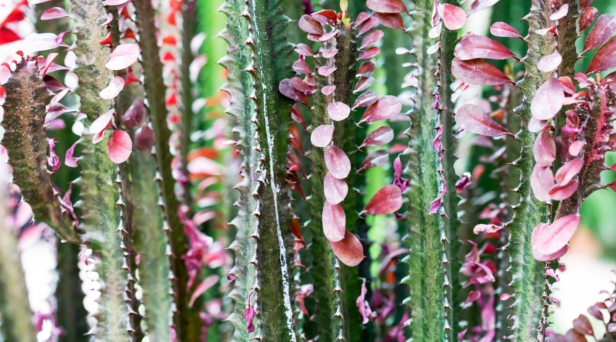 Close up of a tall, thick, spiky, green stalk with light pink leaves growing on the edge of the each spiky spine.