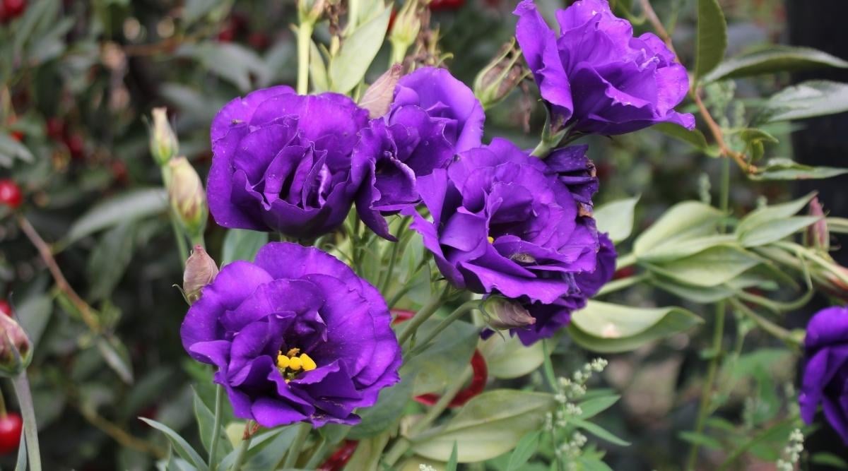Eustoma grandiflorum