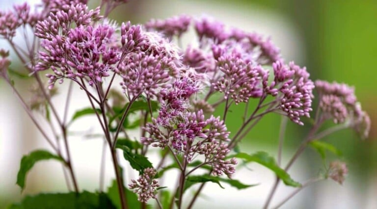 15 Plants That Will Attract Dragonflies to Your Garden