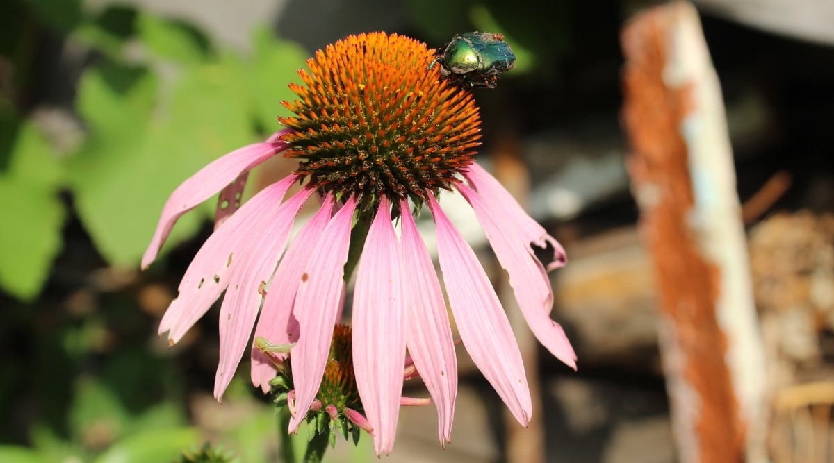 A close-up of a coneflower that has pink petals that look faded and damaged. The petals have lost their vibrant color and have a few rough holes. A shiny, dark green bee is sitting on top of the flower, taking in the nectar.