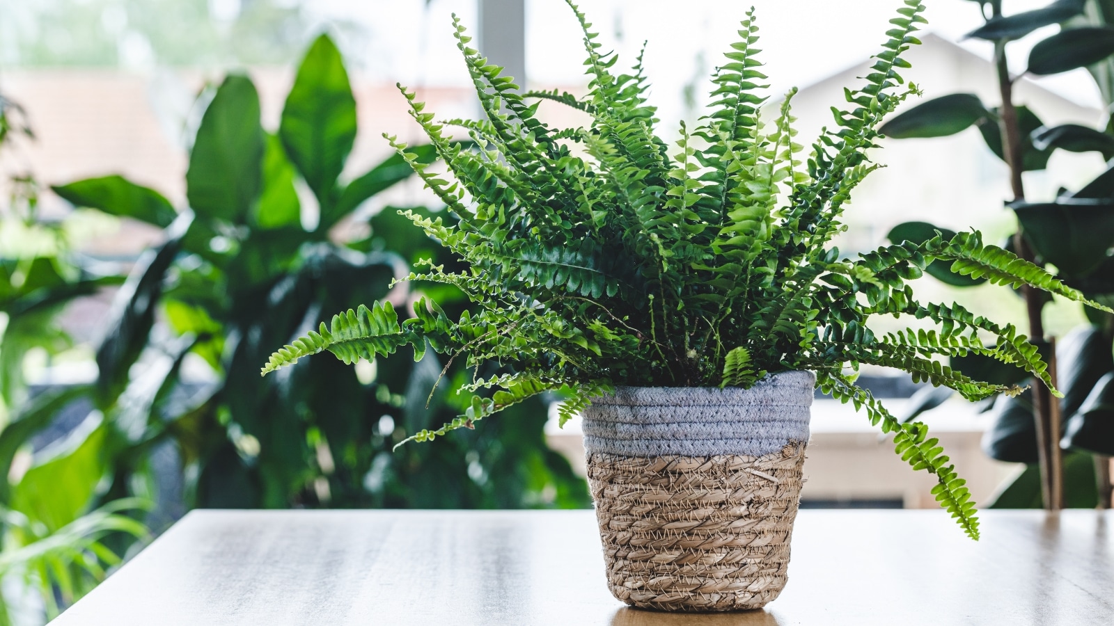 Indoor Plants Online Ferns At Jasper Corral Blog