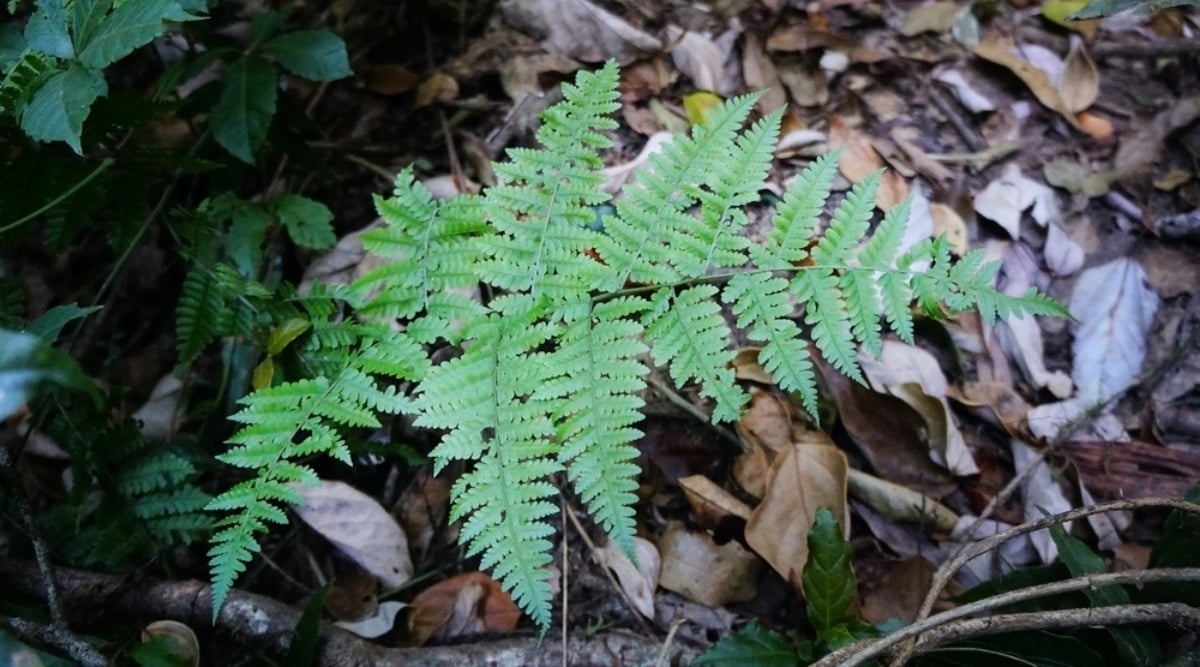 Ferns are a Part of the Hymenophyllaceae Family