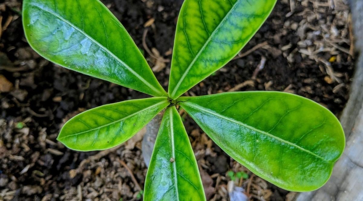 Fertilizing Young Plant