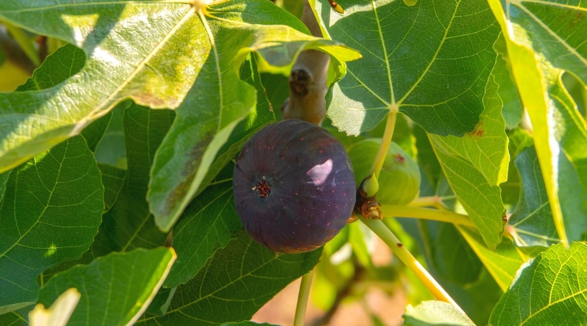 A close-up of a ripe fig on a tree surrounded by bright green leaves. The fig is a soft, teardrop-shaped fruit with a purple skin. Fig leaves are large, flat, bright green, with 3-5 lobes.