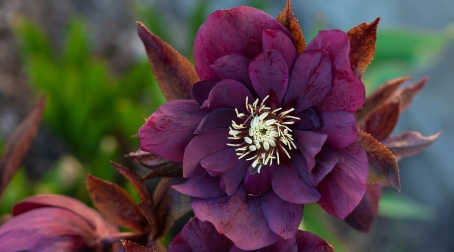 25 Beautiful Flowering Plants That Bloom in Winter