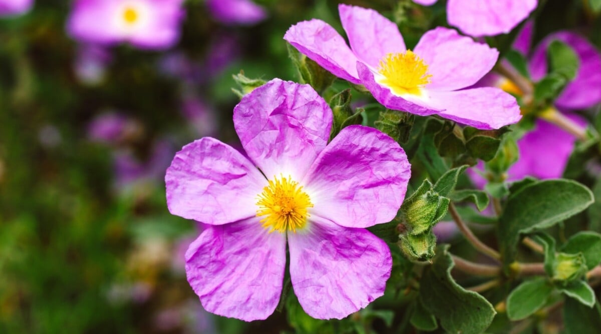 Flowering Perennials For California Gardens