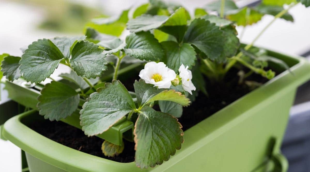 Flowering strawberry plant
