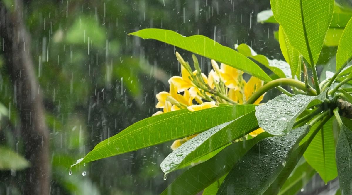 Flowers in the Rain