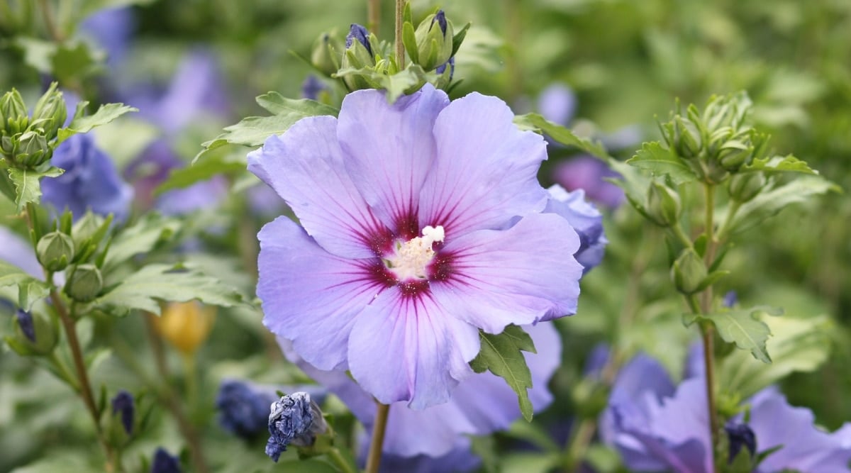 A close-up of a Hibiscus features light purple flowers with dark centers. The sturdy stems are woody and brown with small hairs, while the leaves are green with serrated edges and pointed tips.