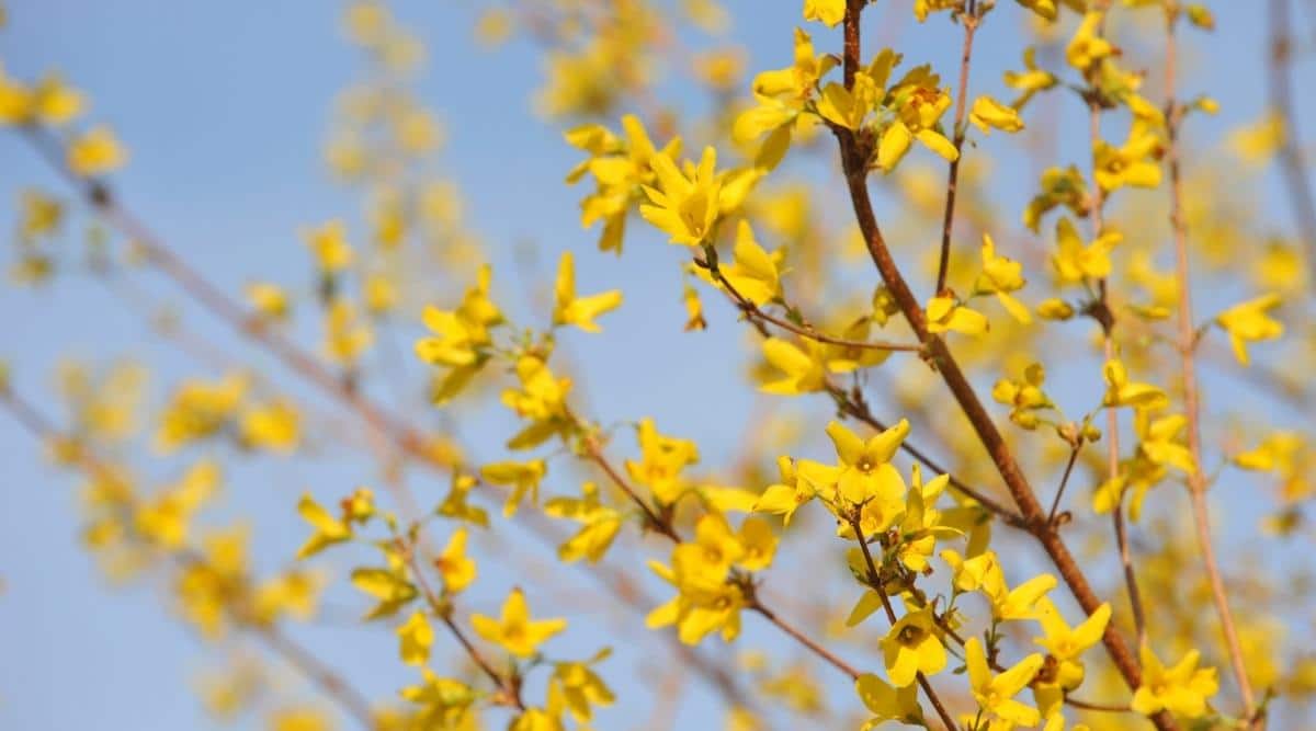 Which Plants Grow Under Cedar Trees? What Should You Plant?