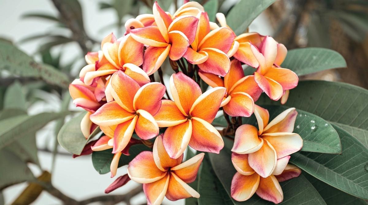 Graines De Lantana Vivace - Lot De 100 Graines Rares Pour Jardin, Balcon Ou Bonsaï Maison