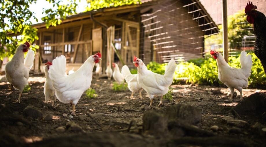 How to Build a Regenerative Garden