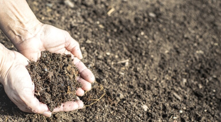 How to Build a Regenerative Garden