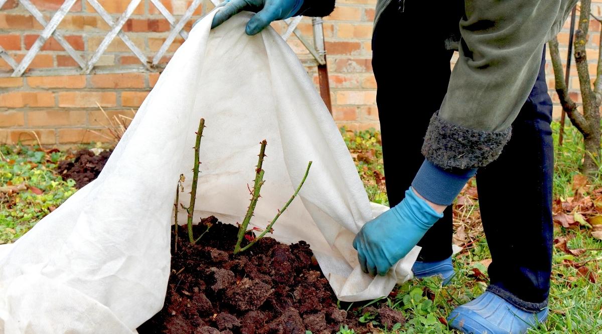 The gardener covers the cut rose bush with a special white garden cloth to protect the plant from frost. The rose bush consists of 4 strong green stems covered with many large sharp thorns. The soil around the bush is well plowed. The gardener is dressed in blue rubber galoshes, dark blue trousers, a khaki jacket and blue rubber gloves. In the background, a tree grows, under which orange autumn leaves lie, and behind the tree is a brick wall of a house.