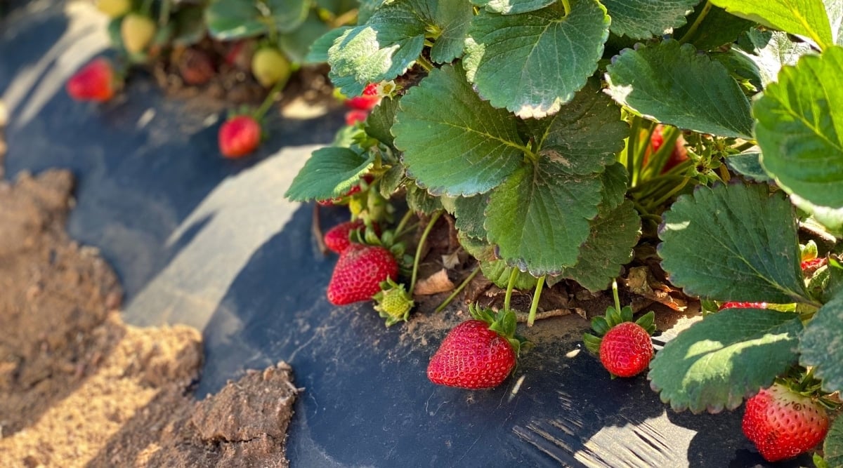 Fruit Plants in Afternoon Sun