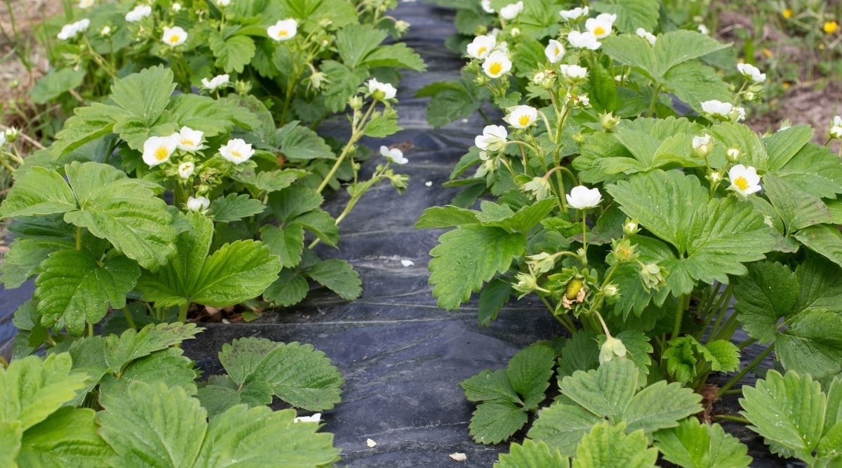 Fruit Plants in Rows
