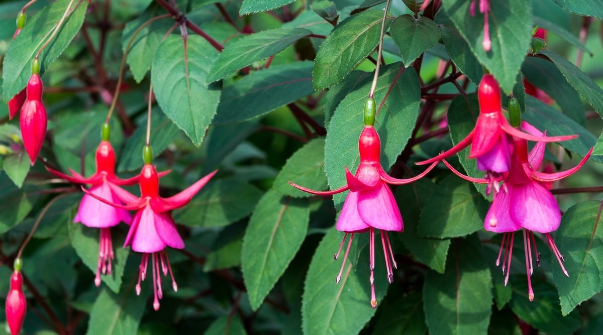 Several bright pink flowers hanging down from long skinny stems off of a bush. Each flower has a row of pointed petals curled upwards and four rounded petals cupped downwards with tall stamen shooting out rom the center.