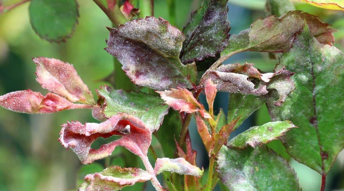 Fungal disease of rose powdery mildew. Close-up of an infected rose bush with white bloom on leaves and stems. Some leaves are dry and curled.