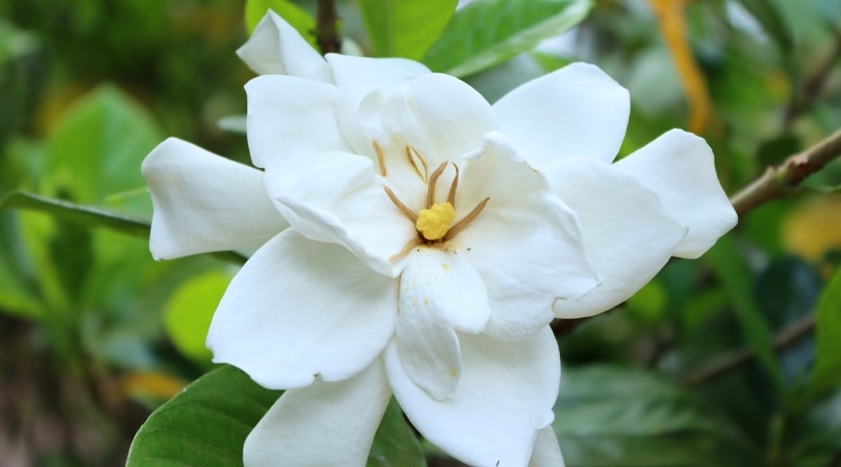 Close-up of a G. jasminoides 'Buttons' flower against a blurred leafy background. The flower is large, open, has double white petals and an unusual center resembling a button.