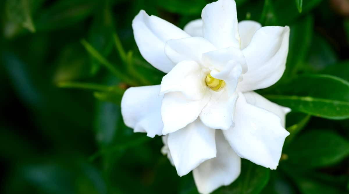 Close-up of a G. jasminoides 'Frostproof' flower against a blurred background of dark green foliage. The flower is large, white, terry, has oval petals with slightly wavy edges.
