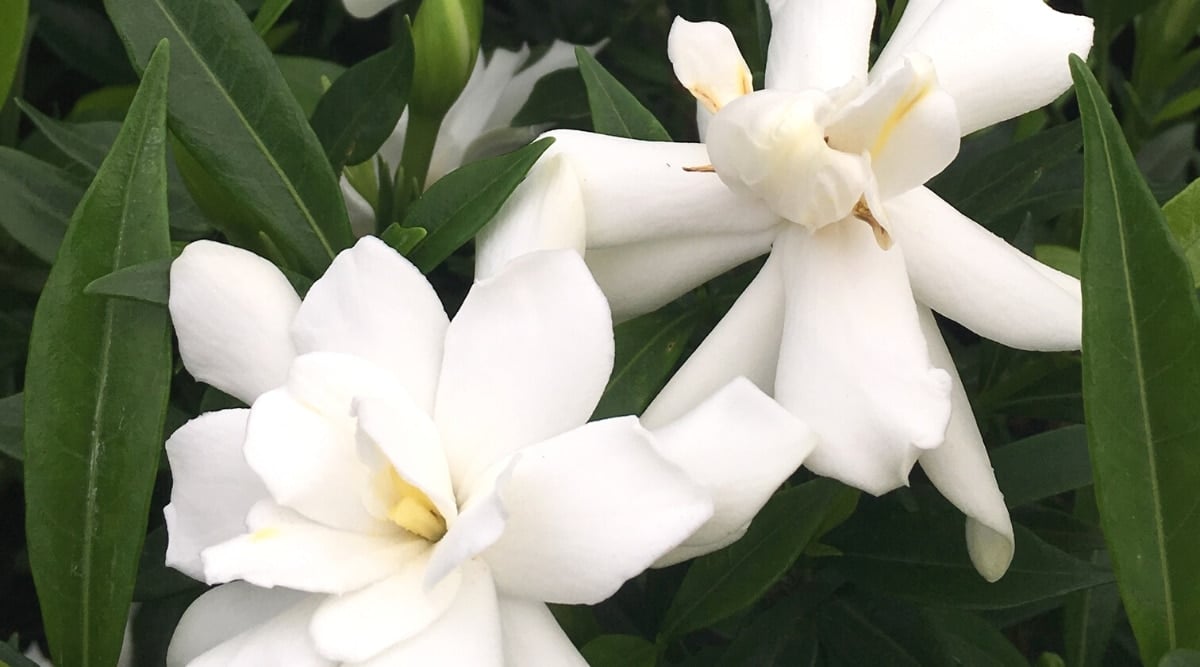 Close-up of G. jasminoides 'Radicans' flowers surrounded by dark green foliage. The leaves are dark green, glossy, elliptical in shape, with pointed tips. The flowers are beautiful, white, have double petals and yellowish centers.