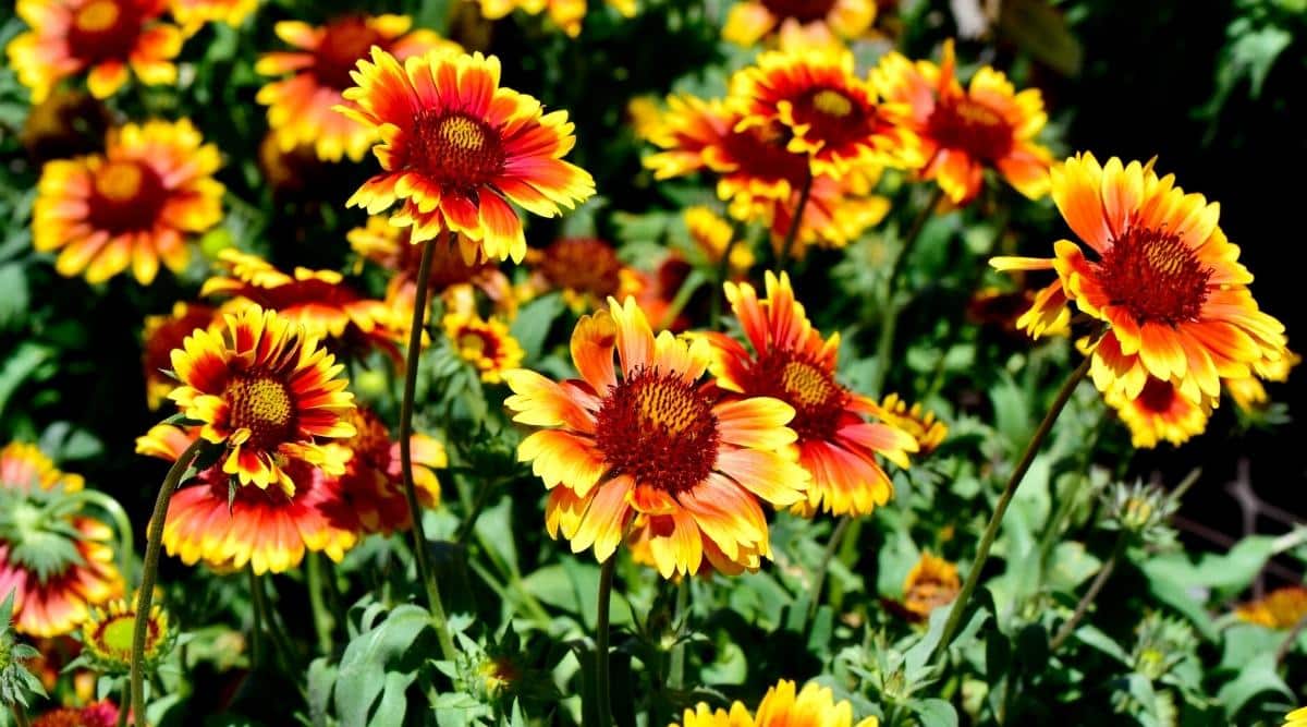 Close-up of Gaillardia &lsquo;Arizona Sun&rsquo; blooming colorful flowers in a sunny garden. Yellow-orange-red disc flowers with three or more teeth on each petal surrounding a bright red-yellow center. Gray-green leaves are soft, hairy, and strap-shaped.