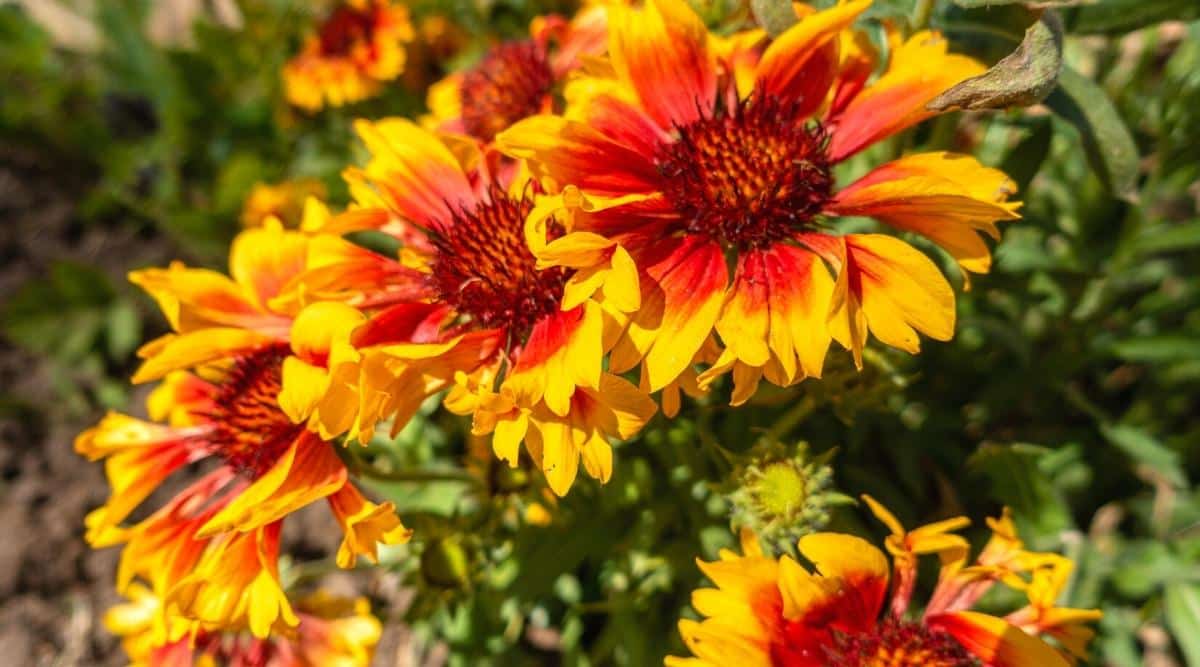 Gaillardia ‘Goblin’