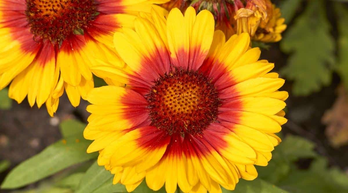 Gaillardia ‘Mesa Bicolor’