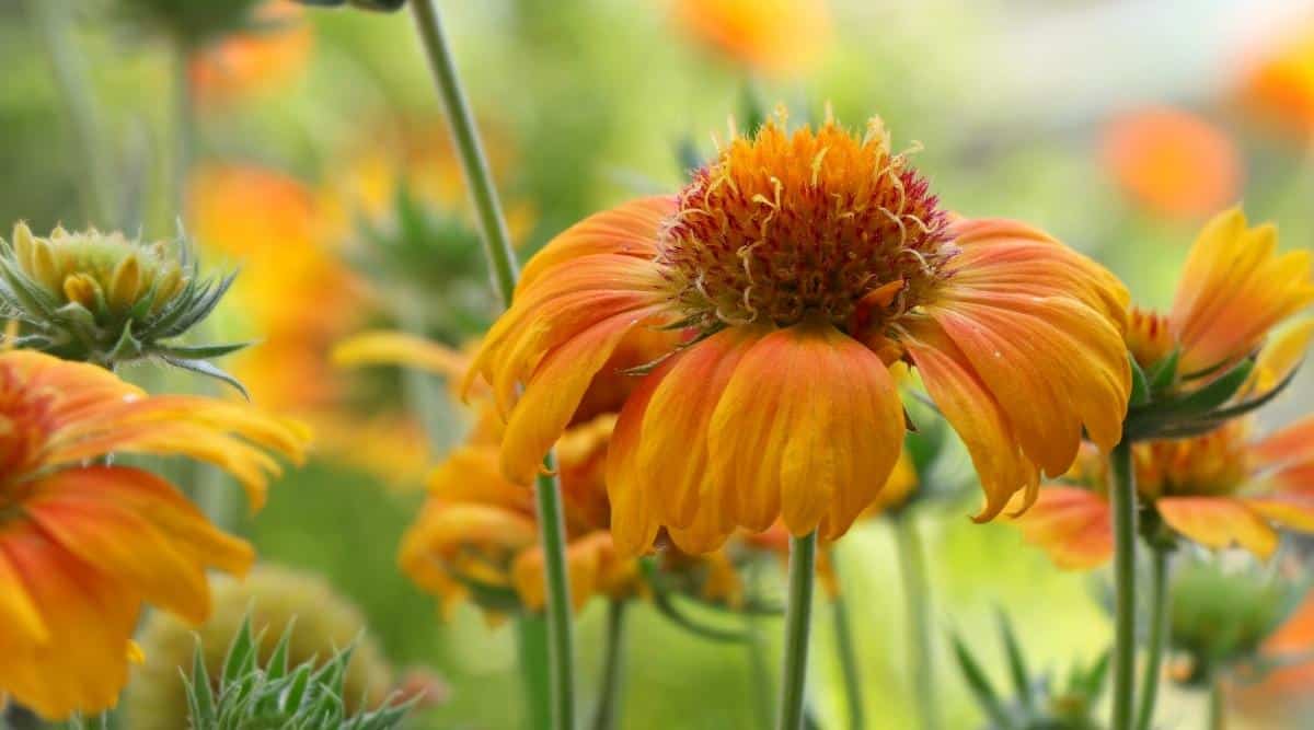 Gaillardia ‘Mesa Peach’