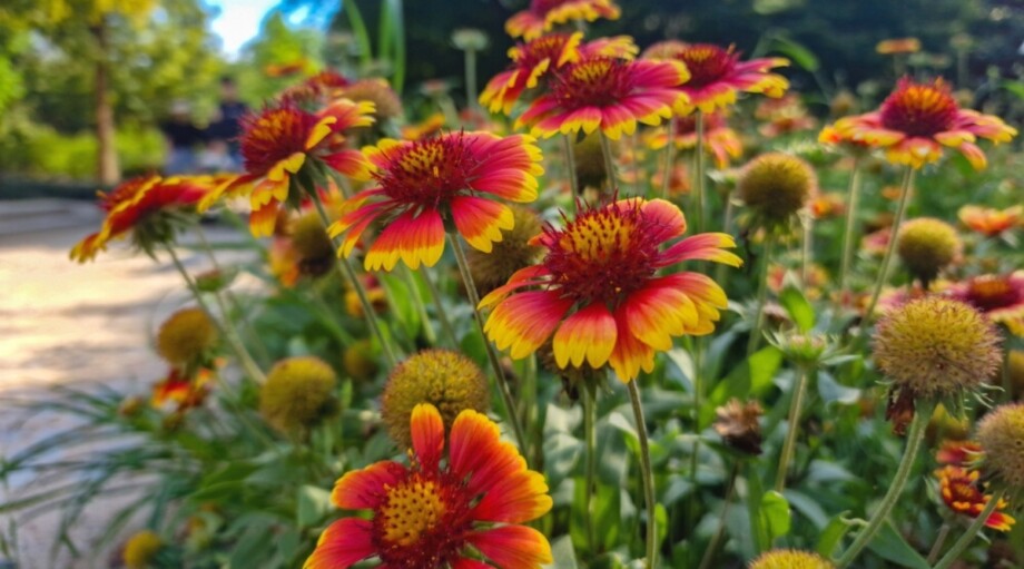 37 Fall Flowers for A Beautiful Autumn Garden