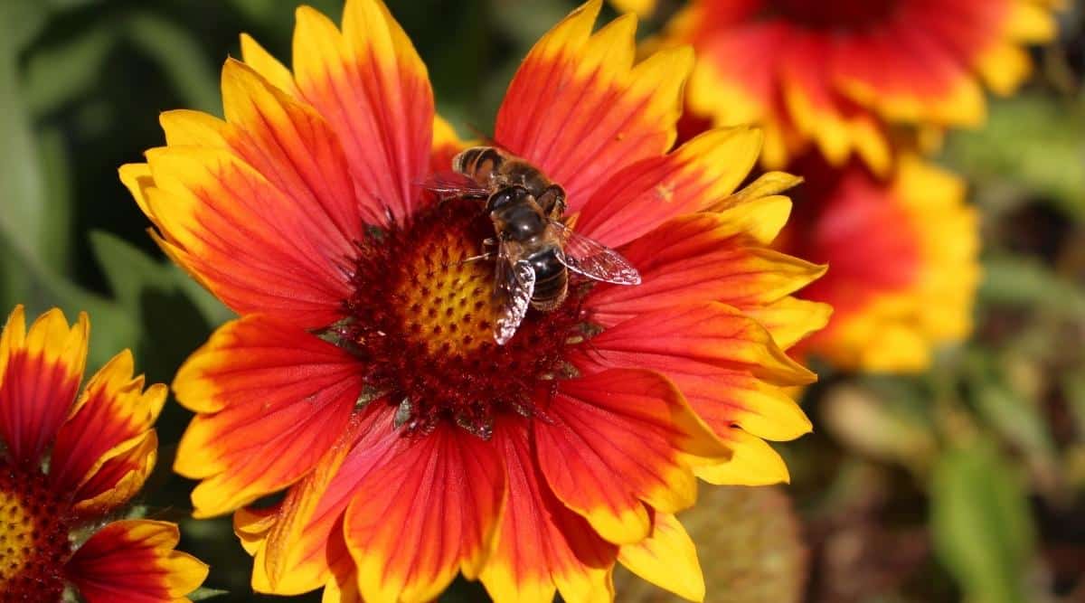 Gaillardia x grandiflora ‘Arizona Sun’