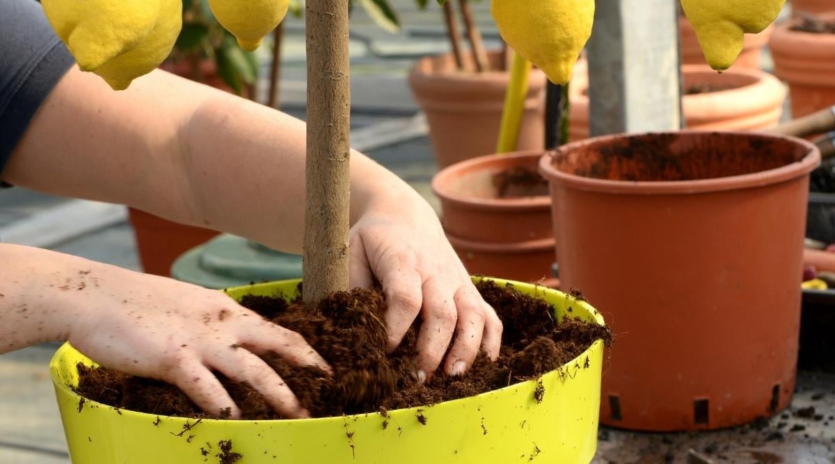 Gardener Adding Fertilizer to Lemon Tree in Pot