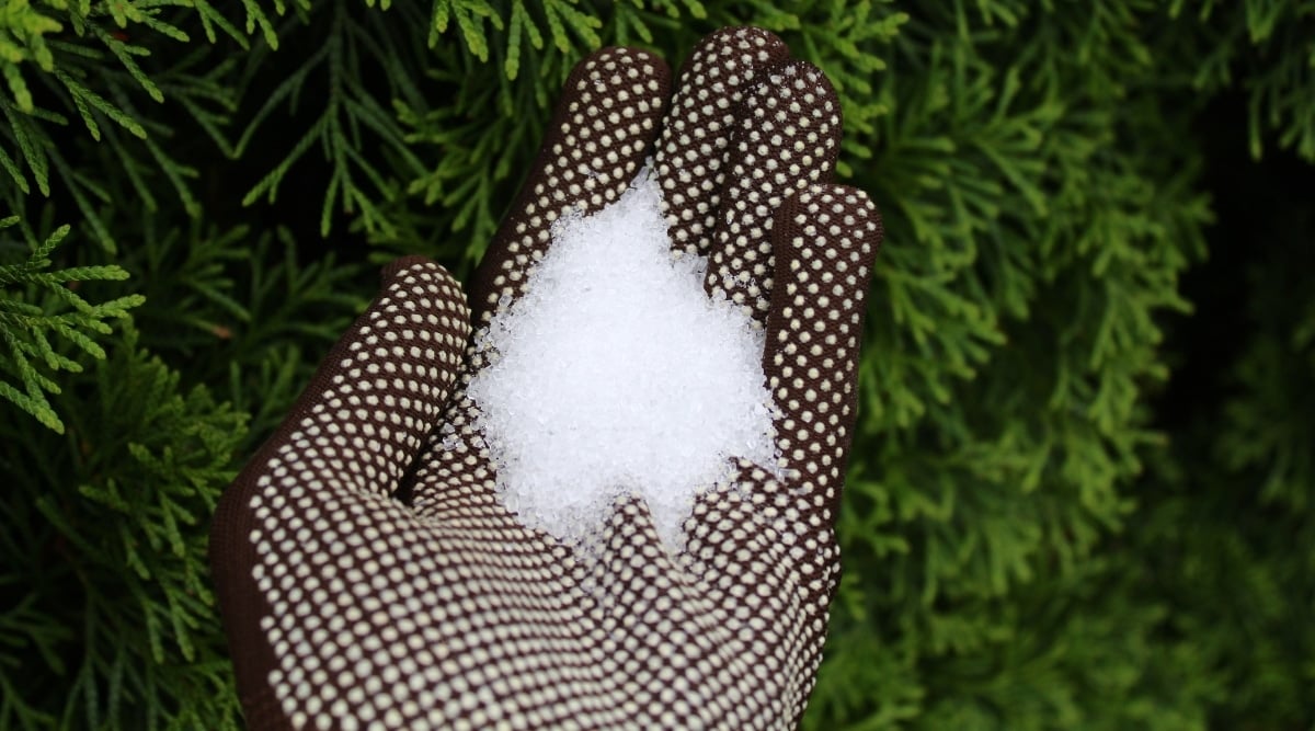 Gardener holding epsom salt in gloved hand. The glove is brown, and the salt is being held over a green tree outdoors.