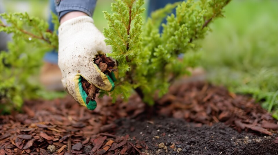 How to Build a Regenerative Garden