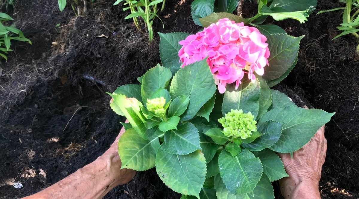 A single hydrangea plant stands alone. Its slightly domed cluster of pink flowers captures attention, surrounded by an abundance of lush green leaves. The plant is firmly rooted in rich, dark soil, providing nourishment and stability.