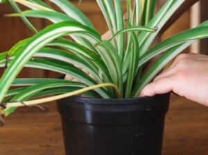 Gardener repotting spider plant into a larger container