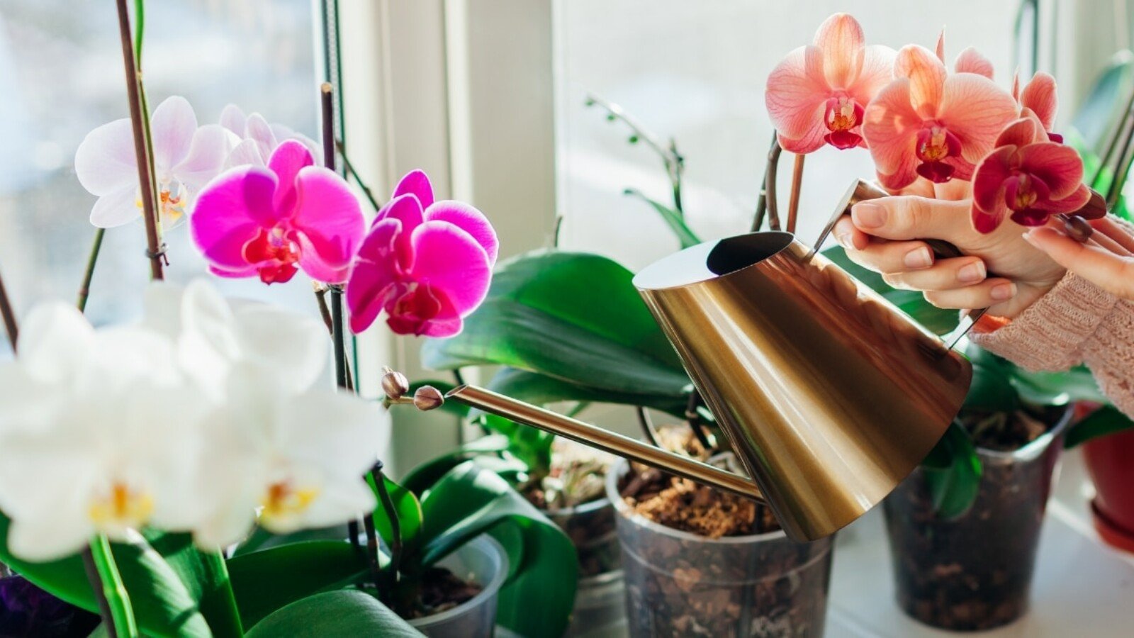 Gardener watering orchid with golden metal container