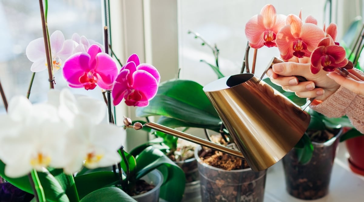 How to Correctly Water Orchids For Beautiful Blooms