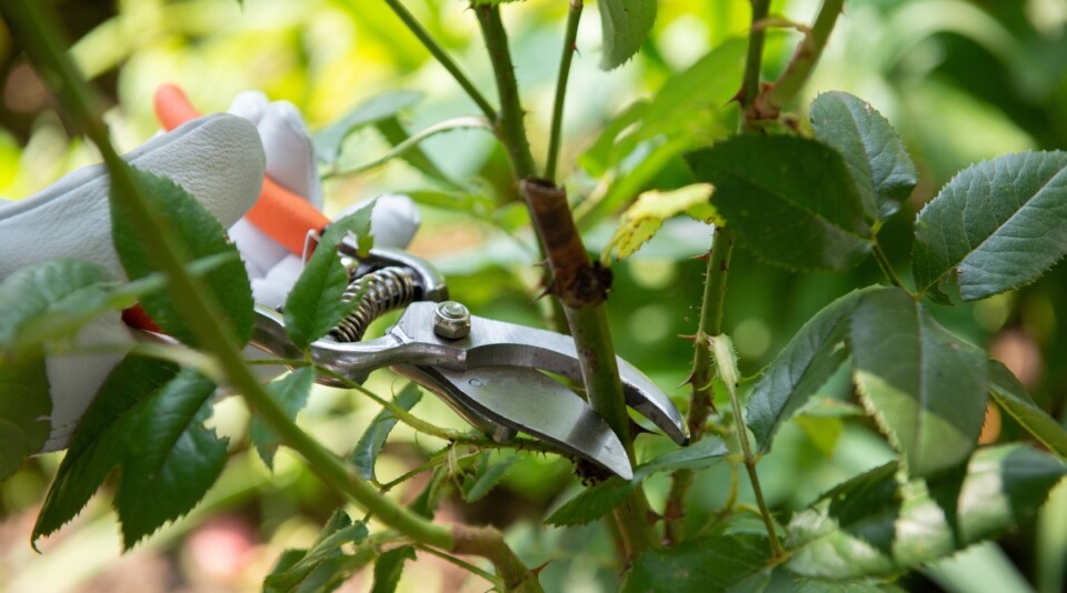9 Fall Care Tips for Roses