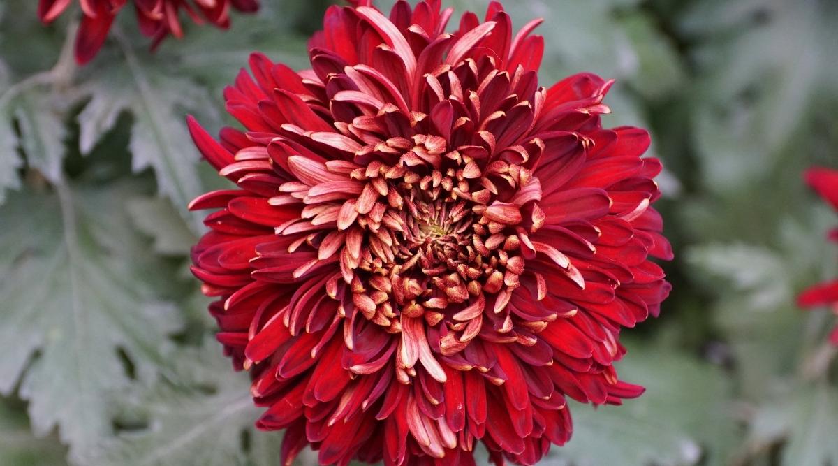 How To Plant Grow And Care For Chrysanthemums