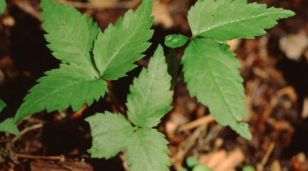 Ginseng