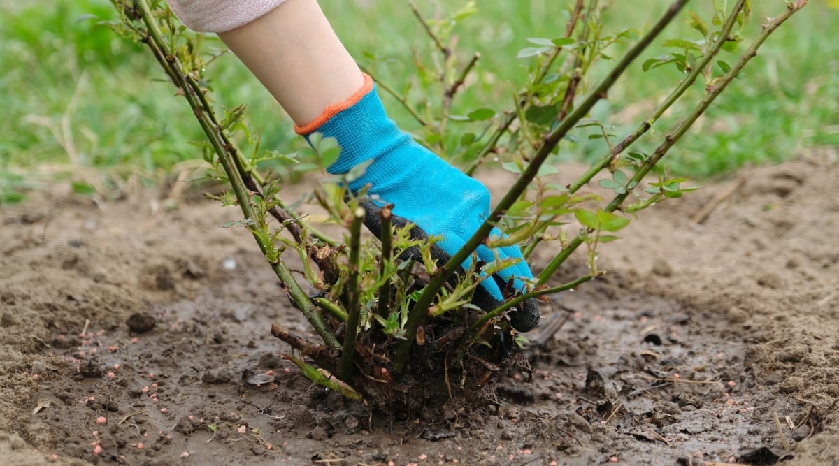 Close up of a gardener wearing a thick blue gardening glove with black rubber putting her hand near a growing rose bush with several canes sprouting small, light green new leaves. the bush has pruned back stems and is planted in moist soil.