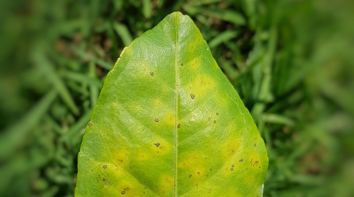 Greasy Spot on Citrus Leaf