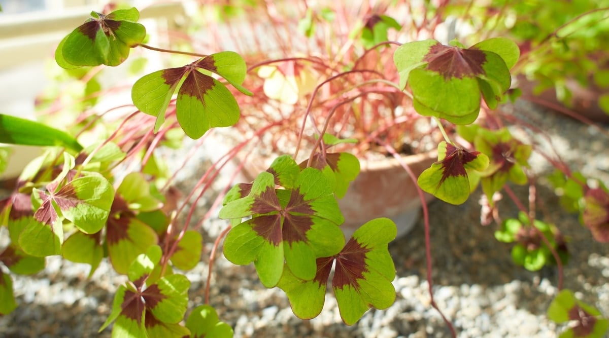 A close-up of an Oxalis plant in a pot basking in direct sunlight. The green leaves, gracefully arranged on branches, absorb the sun's rays, highlighting their vibrant shade. The play of light and shadows creates a captivating visual contrast on this sun-kissed beauty.