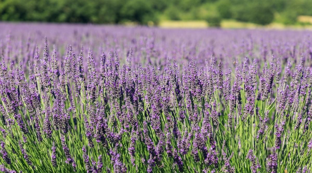 Violet Grosso Flowers Growing in a Large Field. There are thousands of plant stalks with blooms atop most of the stalks.