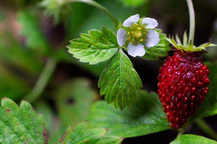 Groundcover Plant Alpine Strawberry