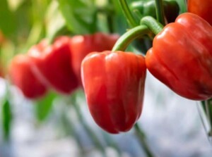 Grow Bell Peppers