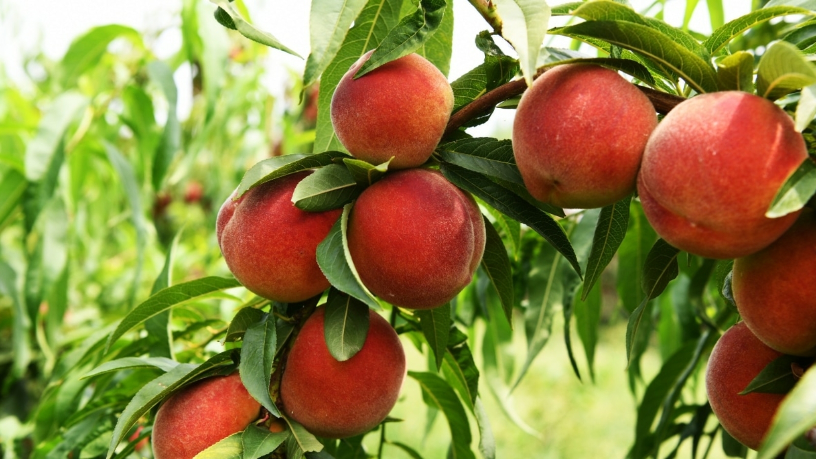 How To Plant Grow And Care For Peach Trees